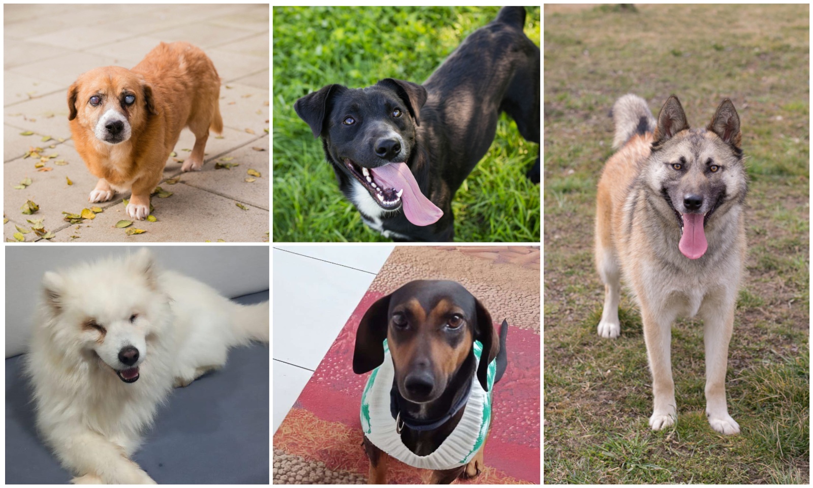 MixCollage-09-Apr-2025-10-32-AM-6688