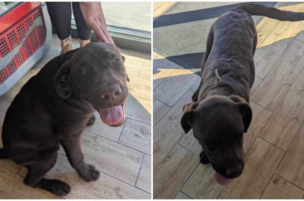 pas, nedelišće pas, nedelišće