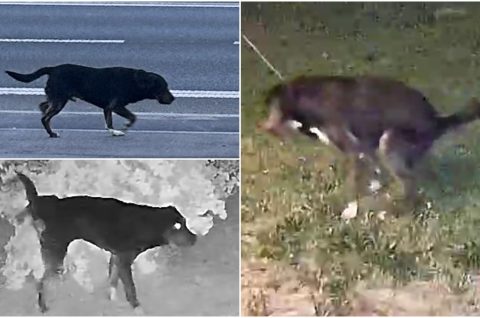 Pas Slemenice Žiškovec