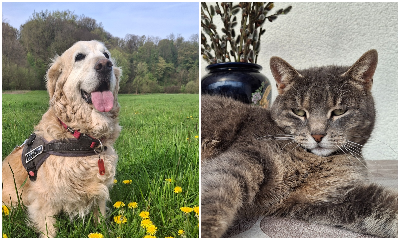 MixCollage-11-Apr-2025-08-58-AM-740