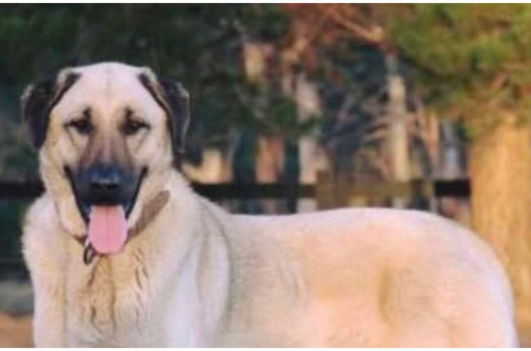 MixCollage-12-Aug-2025-06-09-PM-7433