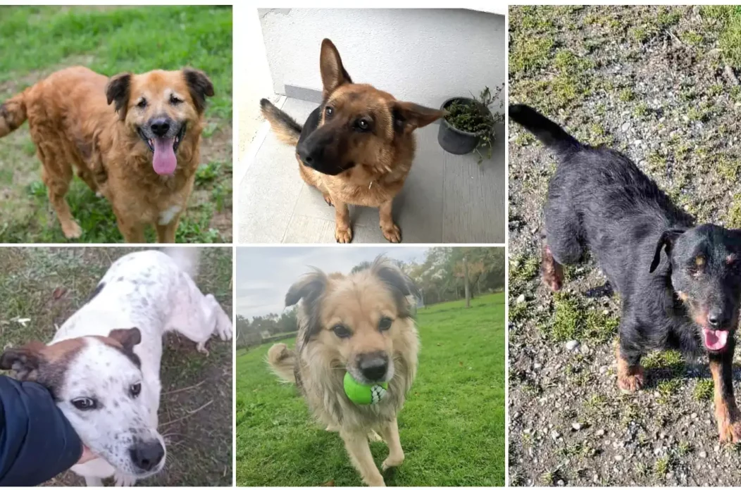 MixCollage-12-Feb-2025-12-43-PM-7421