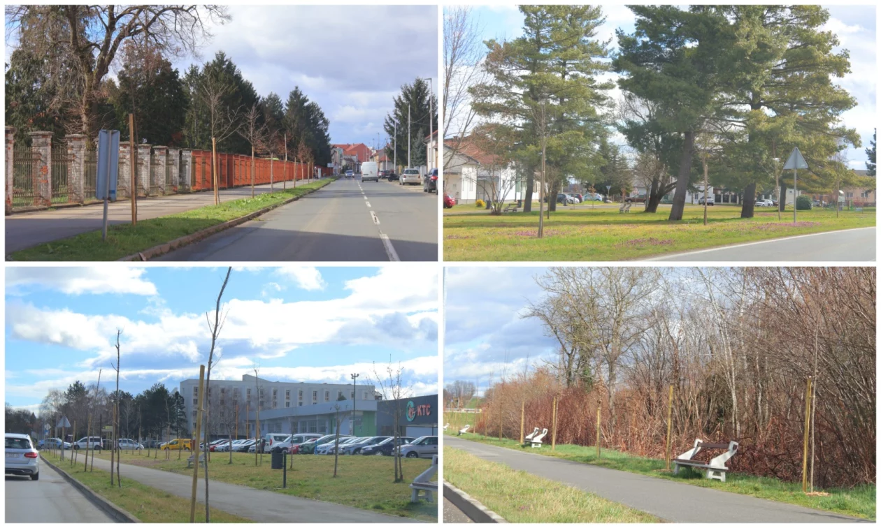 Grad Čakovec, tisuću stabala