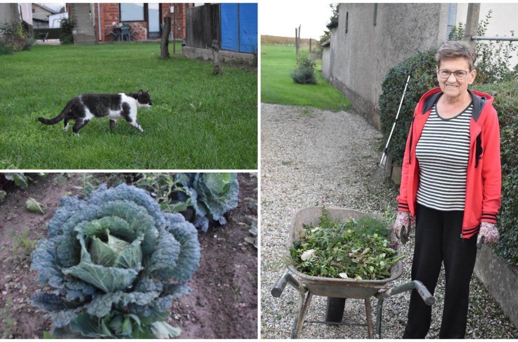 MixCollage-14-Oct-2025-12-17-PM-7060 MixCollage-14-Oct-2025-12-17-PM-7060