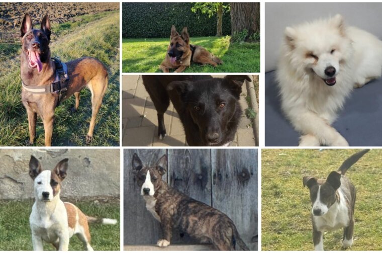 MixCollage-16-Apr-2025-11-34-AM-9274