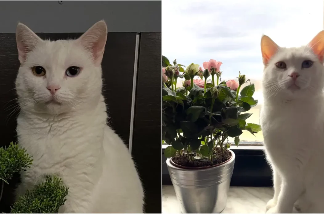 MixCollage-17-Feb-2025-03-46-PM-8439 MixCollage-17-Feb-2025-03-46-PM-8439