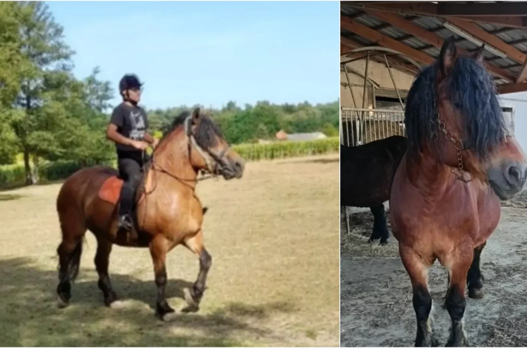 MixCollage-17-Feb-2025-07-49-PM-7714 MixCollage-17-Feb-2025-07-49-PM-7714