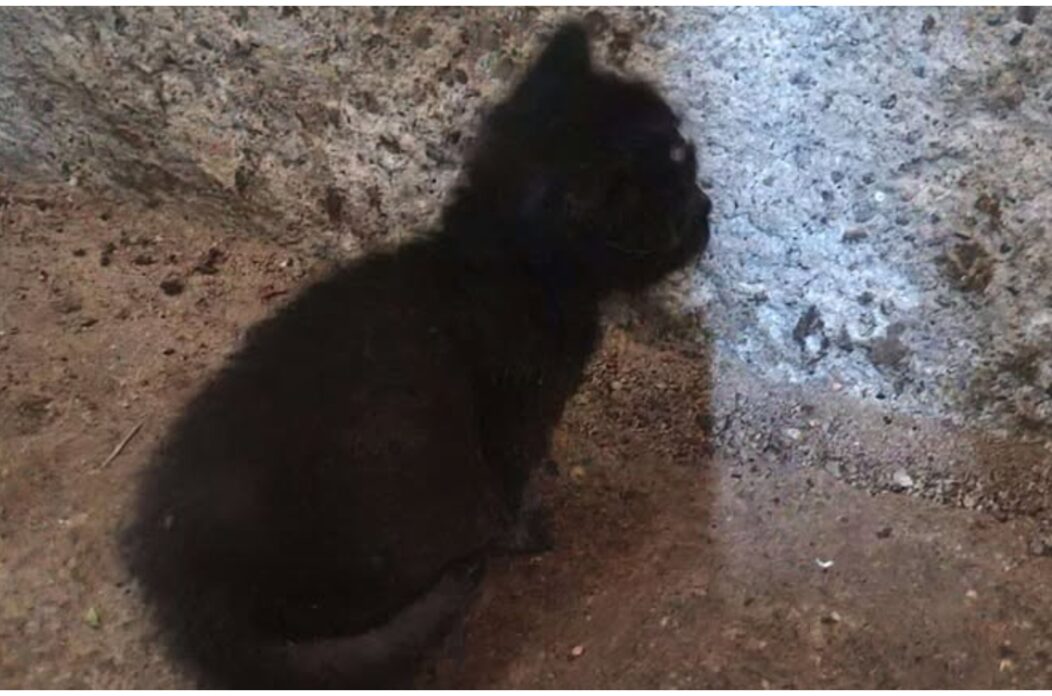 MixCollage-17-Jun-2025-03-59-PM-6731 MixCollage-17-Jun-2025-03-59-PM-6731