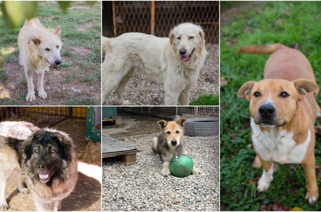 MixCollage-17-Sep-2025-12-33-PM-5922 MixCollage-17-Sep-2025-12-33-PM-5922