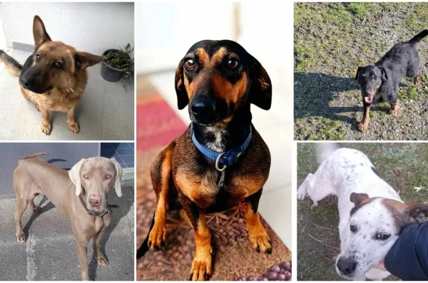 MixCollage-19-Feb-2025-01-47-PM-1307