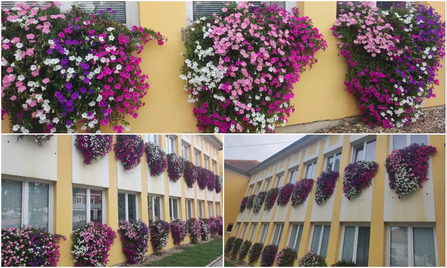 Zgrada Međimurske županije i cvijeće (1) Zgrada Međimurske županije i cvijeće (1)