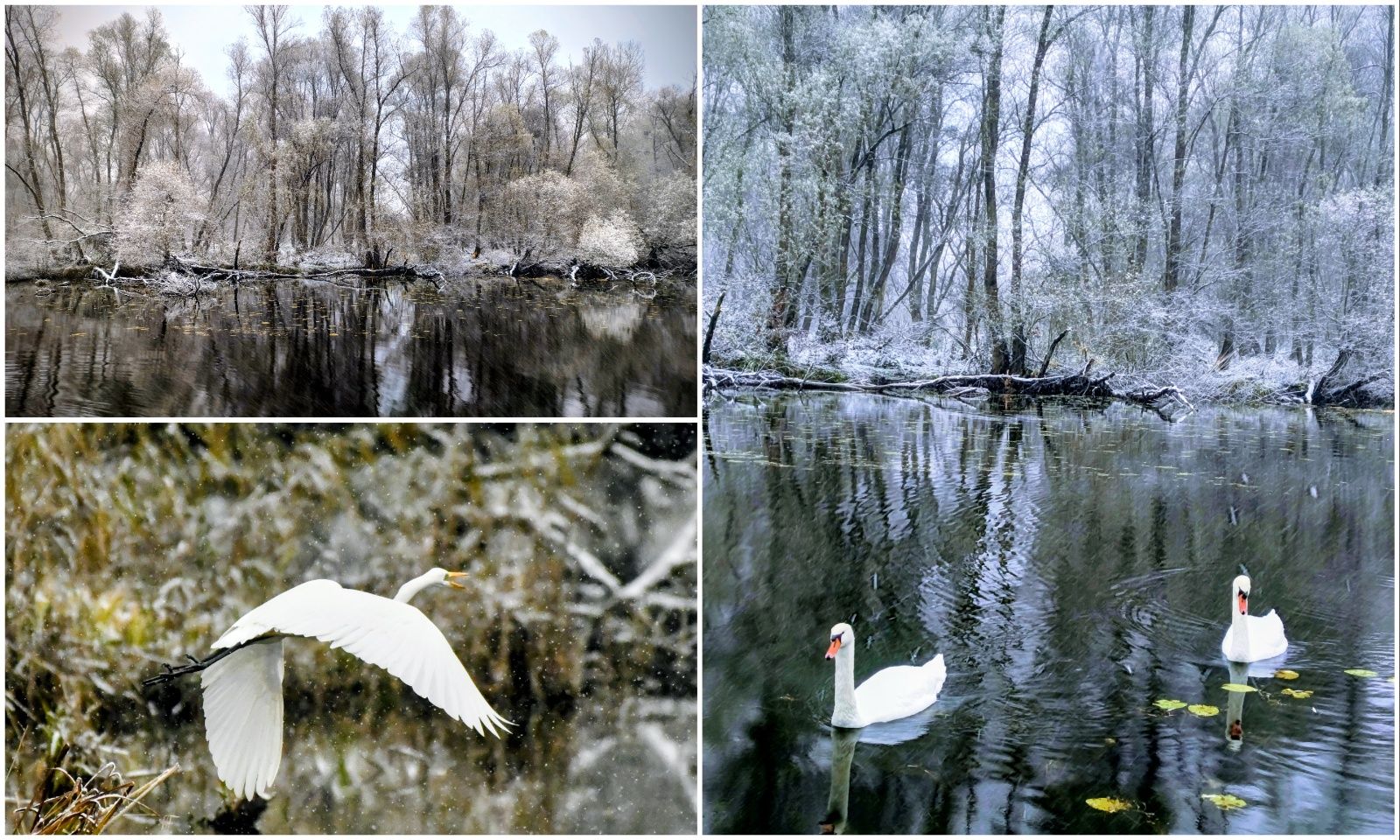 MixCollage-22-Nov-2025-04-54-PM-1722