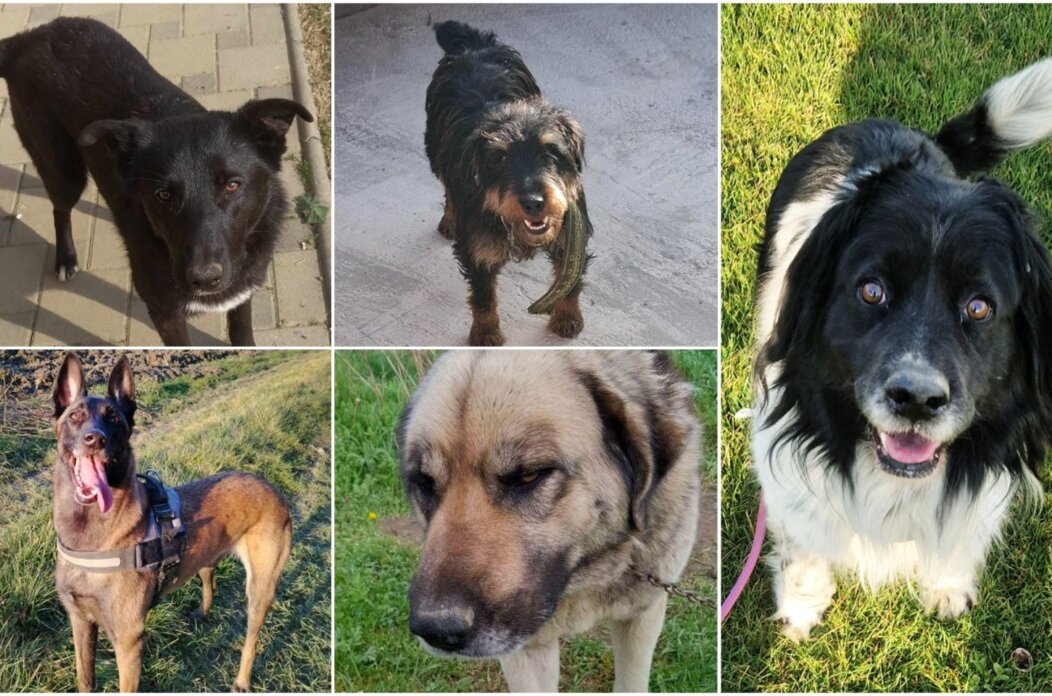 MixCollage-23-Apr-2025-12-30-PM-1822