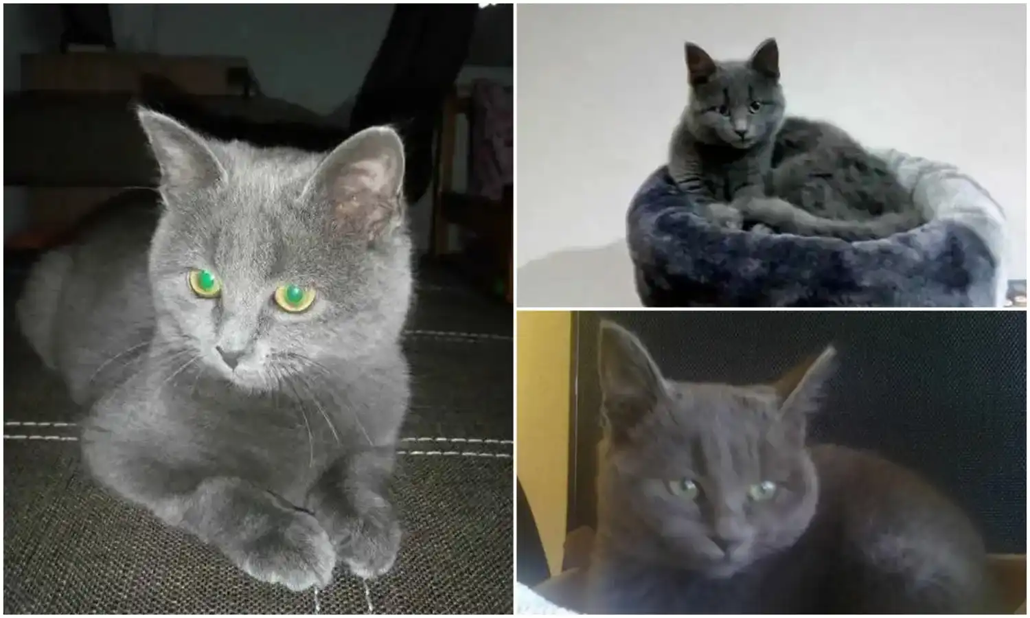 MixCollage-23-Dec-2024-07-13-PM-7525 MixCollage-23-Dec-2024-07-13-PM-7525