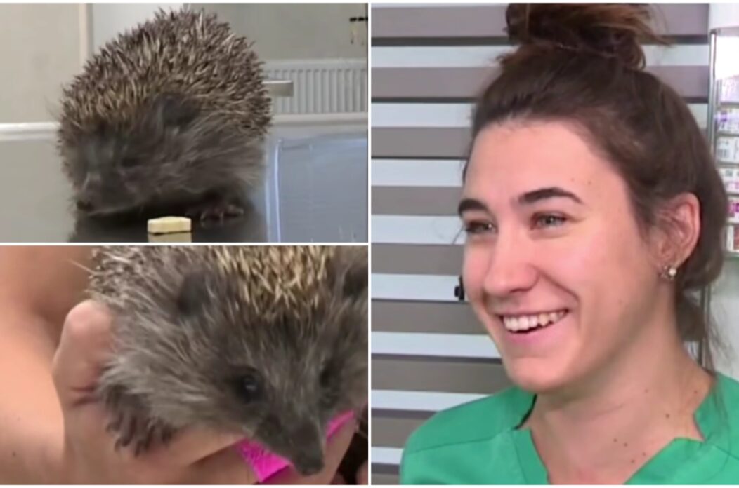 jezica prelog jezica prelog