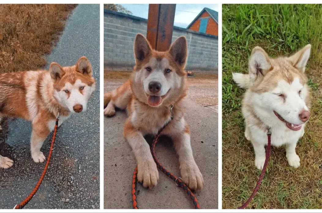 MixCollage-26-Jan-2025-07-50-PM-5990