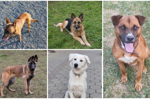 MixCollage-27-Aug-2025-03-36-PM-9202