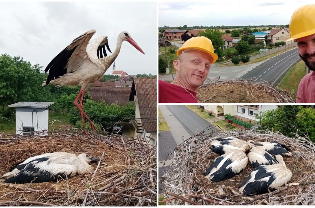 MixCollage-27-Jun-2025-08-14-PM-334 MixCollage-27-Jun-2025-08-14-PM-334