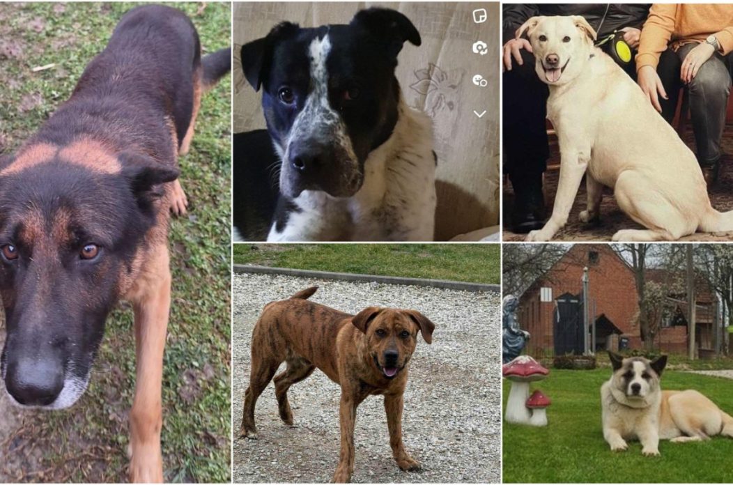 azil, psi, oglasi azil, psi, oglasi