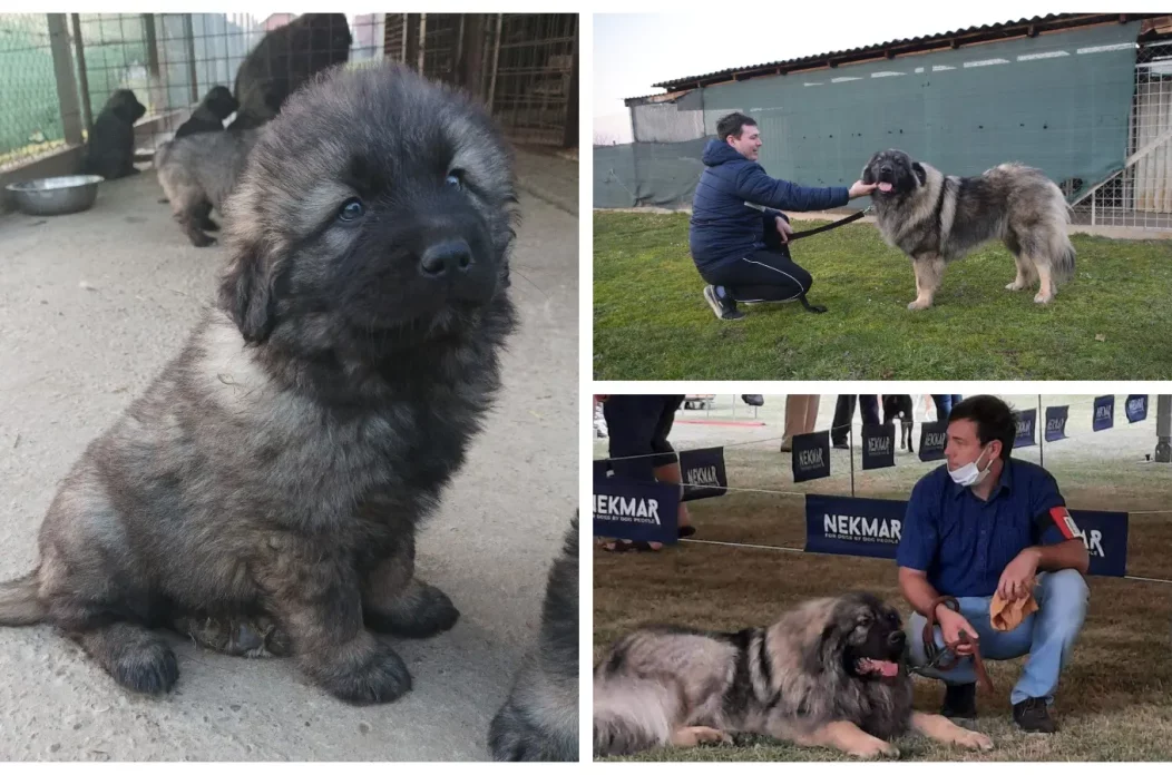 MixCollage-28-Feb-2025-06-53-PM-2472 MixCollage-28-Feb-2025-06-53-PM-2472