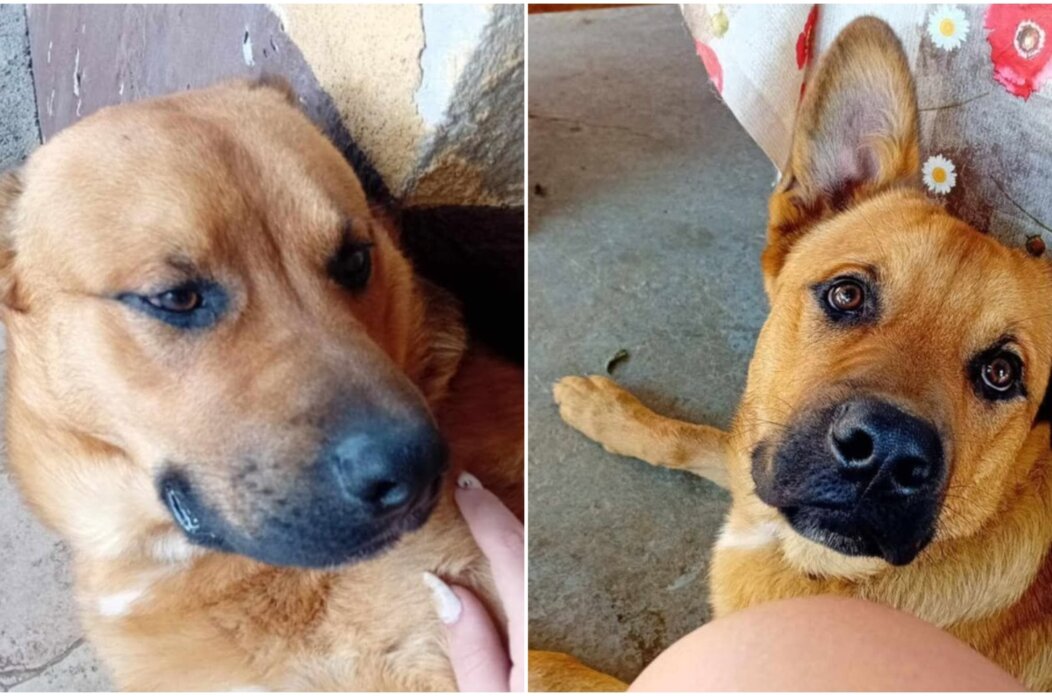 Izgubljen Rex, Preseka Izgubljen Rex, Preseka