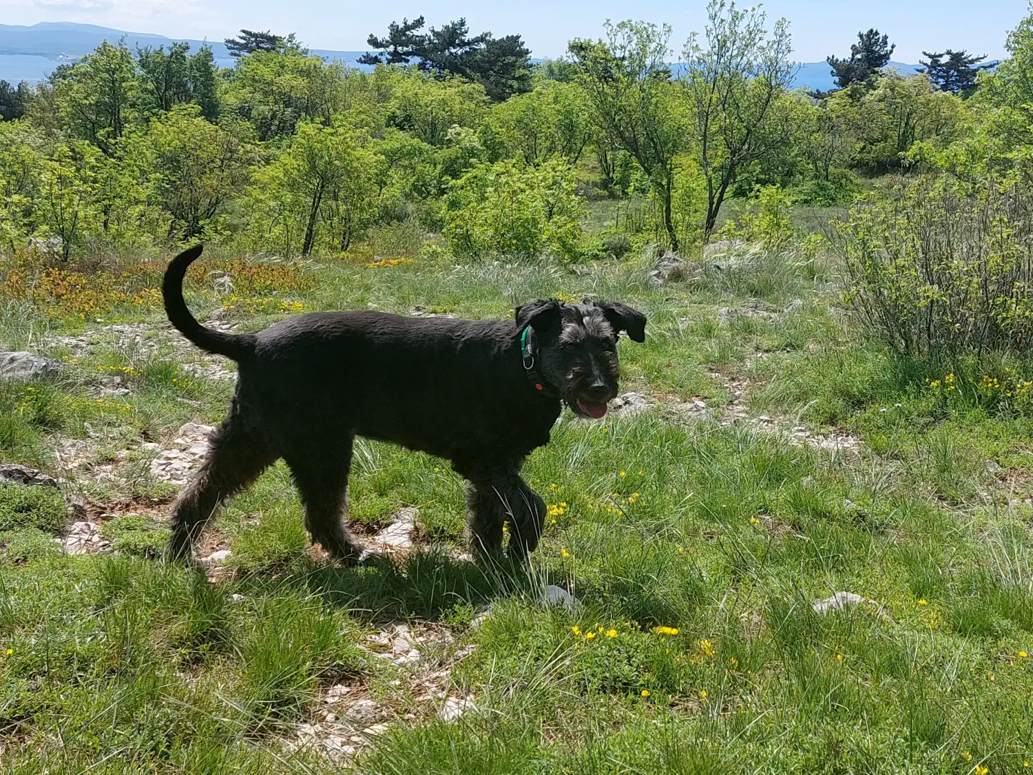 Mješanka Sue slavi 10 udomljendan – bila je neželjeni pas, a danas je zvijezda kvarta (1) Mješanka Sue slavi 10 udomljendan – bila je neželjeni pas, a danas je zvijezda kvarta (1)