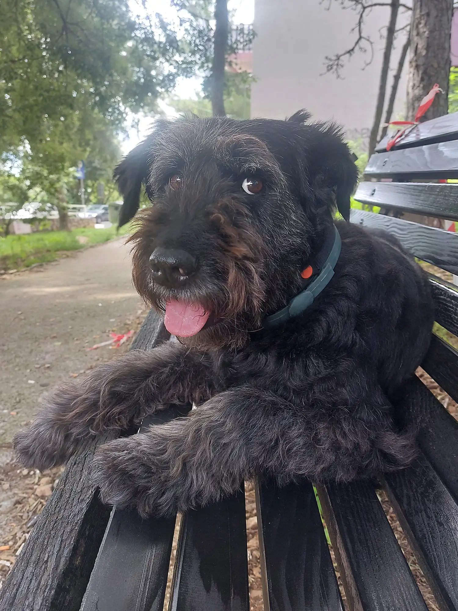 Mješanka Sue slavi 10 udomljendan – bila je neželjeni pas, a danas je zvijezda kvarta (2) Mješanka Sue slavi 10 udomljendan – bila je neželjeni pas, a danas je zvijezda kvarta (2)