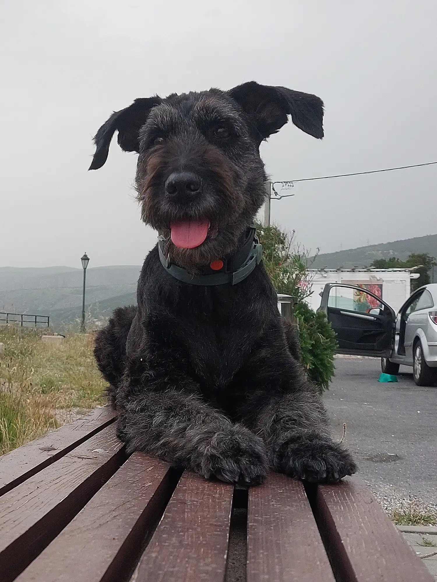 Mješanka Sue slavi 10 udomljendan – bila je neželjeni pas, a danas je zvijezda kvarta (3) Mješanka Sue slavi 10 udomljendan – bila je neželjeni pas, a danas je zvijezda kvarta (3)