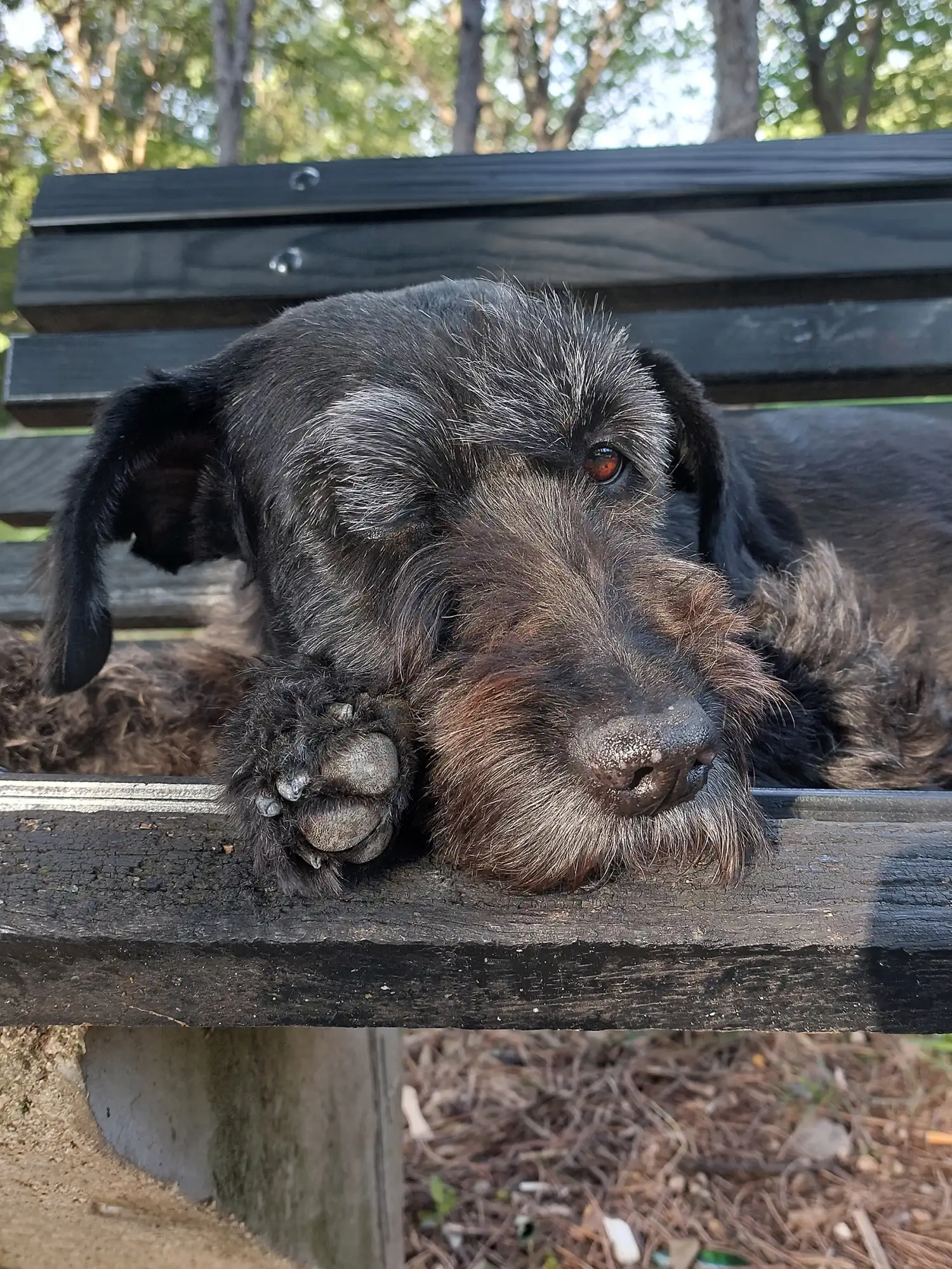 Mješanka Sue slavi 10 udomljendan – bila je neželjeni pas, a danas je zvijezda kvarta (5) Mješanka Sue slavi 10 udomljendan – bila je neželjeni pas, a danas je zvijezda kvarta (5)