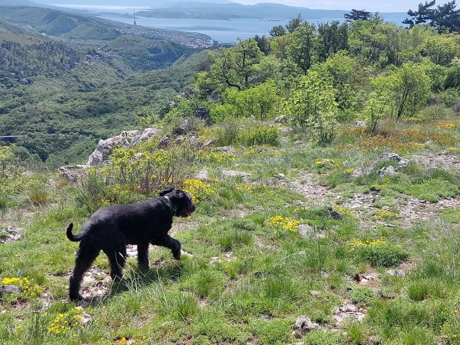 Mješanka Sue slavi 10 udomljendan – bila je neželjeni pas, a danas je zvijezda kvarta (6) Mješanka Sue slavi 10 udomljendan – bila je neželjeni pas, a danas je zvijezda kvarta (6)