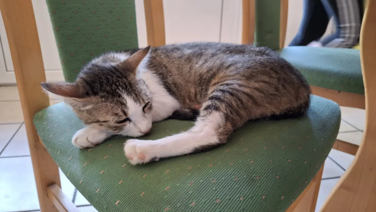 Mohanji, Goričan (12)