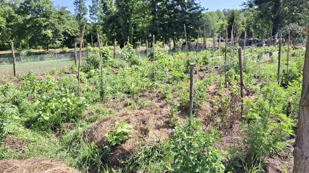 Mohanji, Goričan (8)