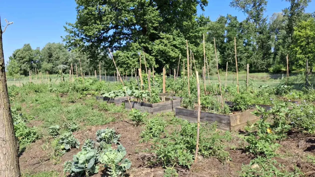 Mohanji, Goričan (9)