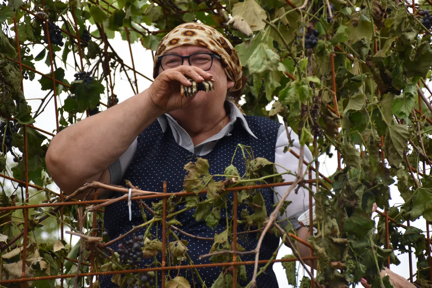 Mursko Središće, Berba grožđa, povorka (74)