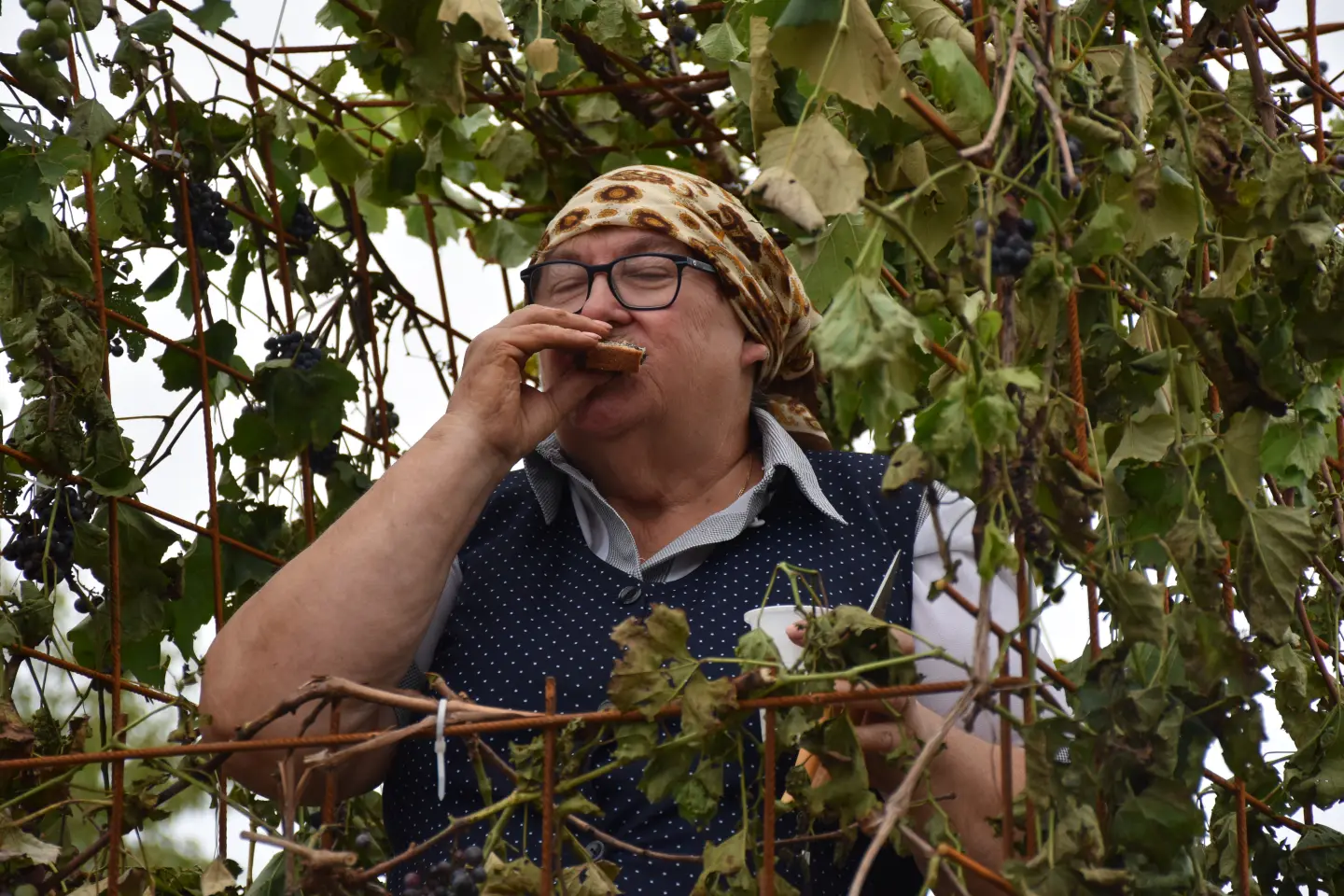 Mursko Središće, Berba grožđa, povorka (75) Mursko Središće, Berba grožđa, povorka (75)