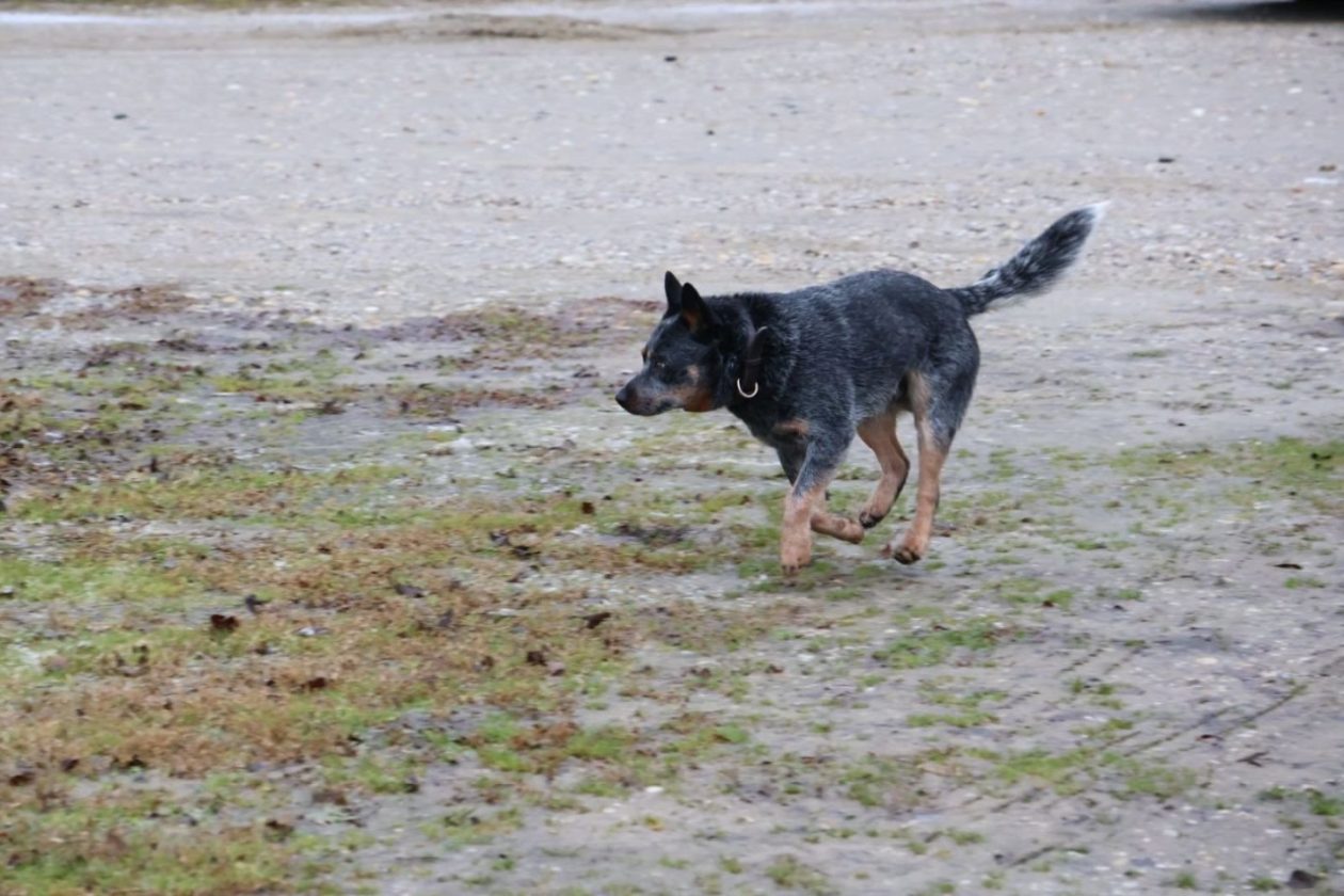 NADA NE PRESTAJE Prijatelji pomažu policiji, vatrogascima i HGSS-u u traženju Josipa Špoljara (8)