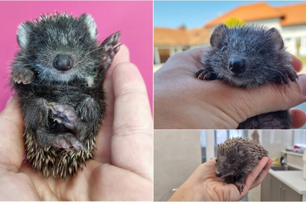 NAslovna Ježica Bocka