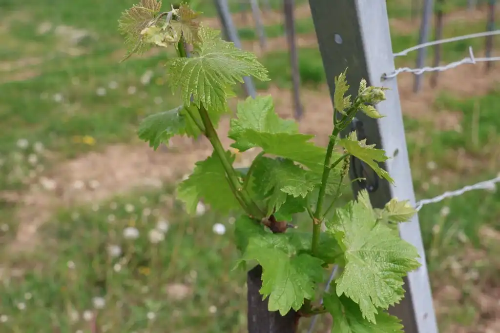 Najava-manifestacije-Urbanovo-10-1024×683