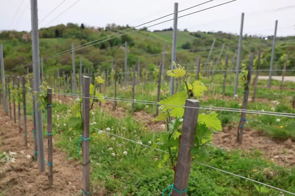 Najava-manifestacije-Urbanovo-11-1024×683