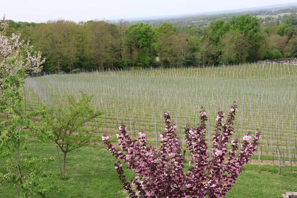 Najava-manifestacije-Urbanovo-8-1024×683