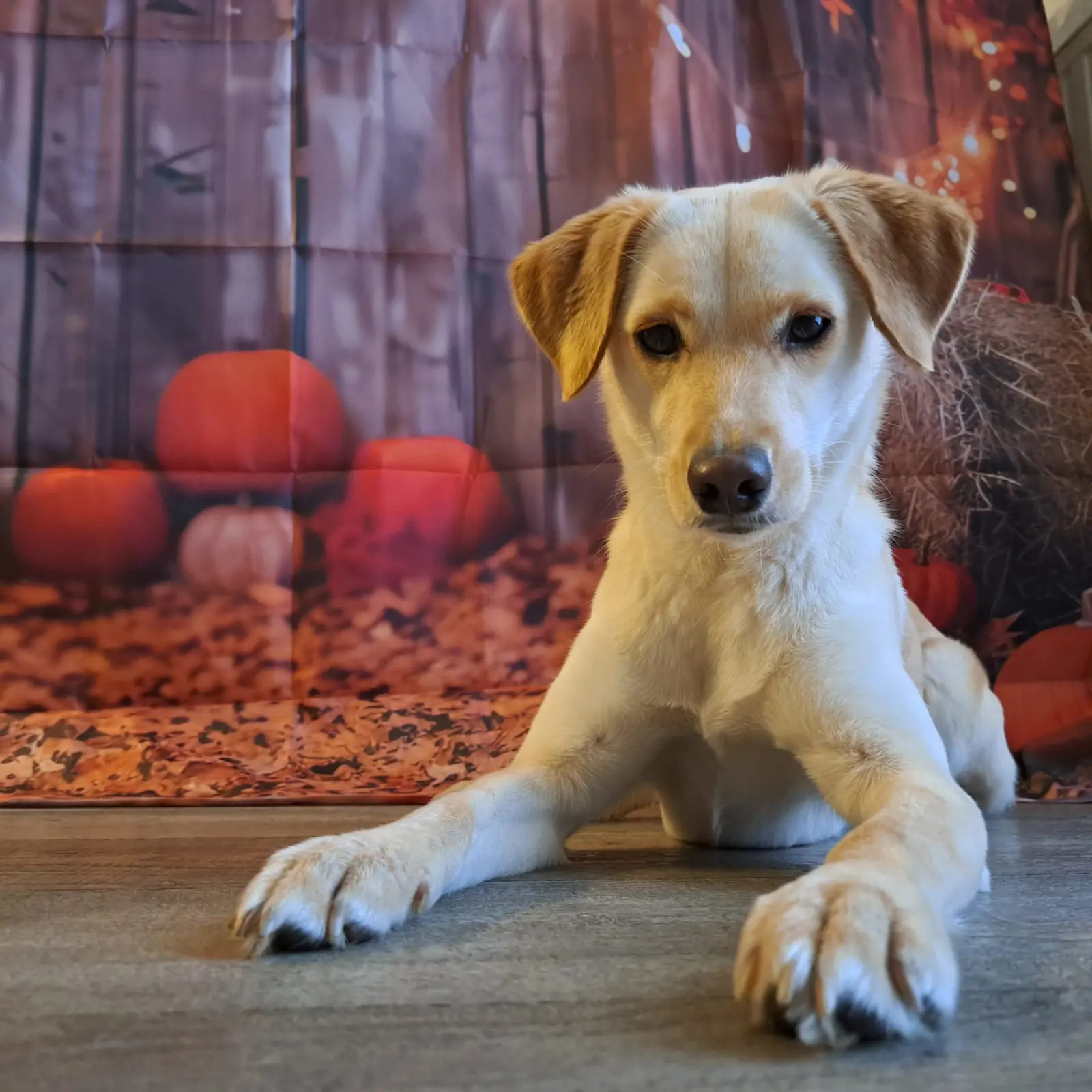 Nala, Azil, Čakovec (10) Nala, Azil, Čakovec (10)