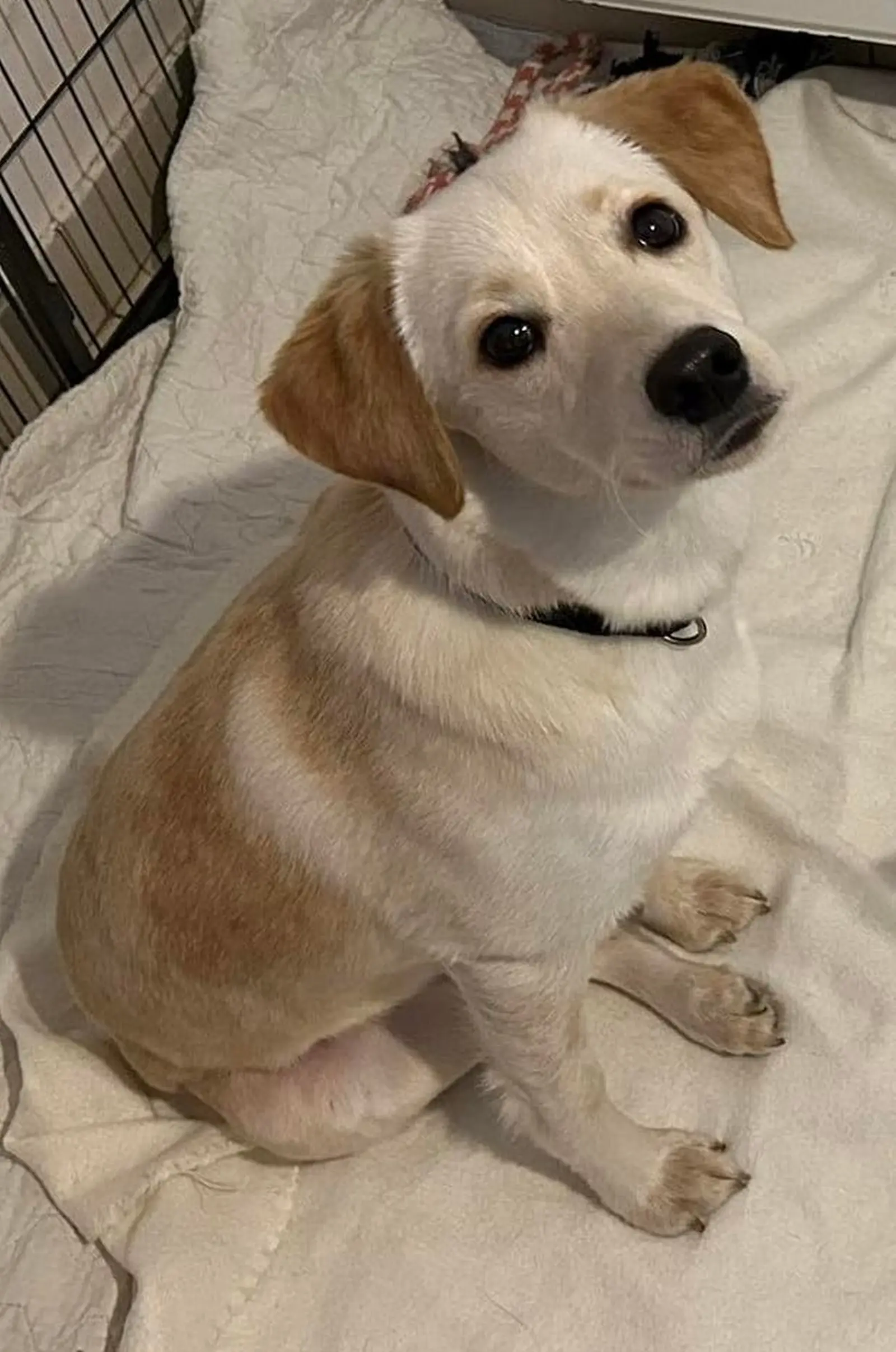 Nala, Azil, Čakovec (12) Nala, Azil, Čakovec (12)