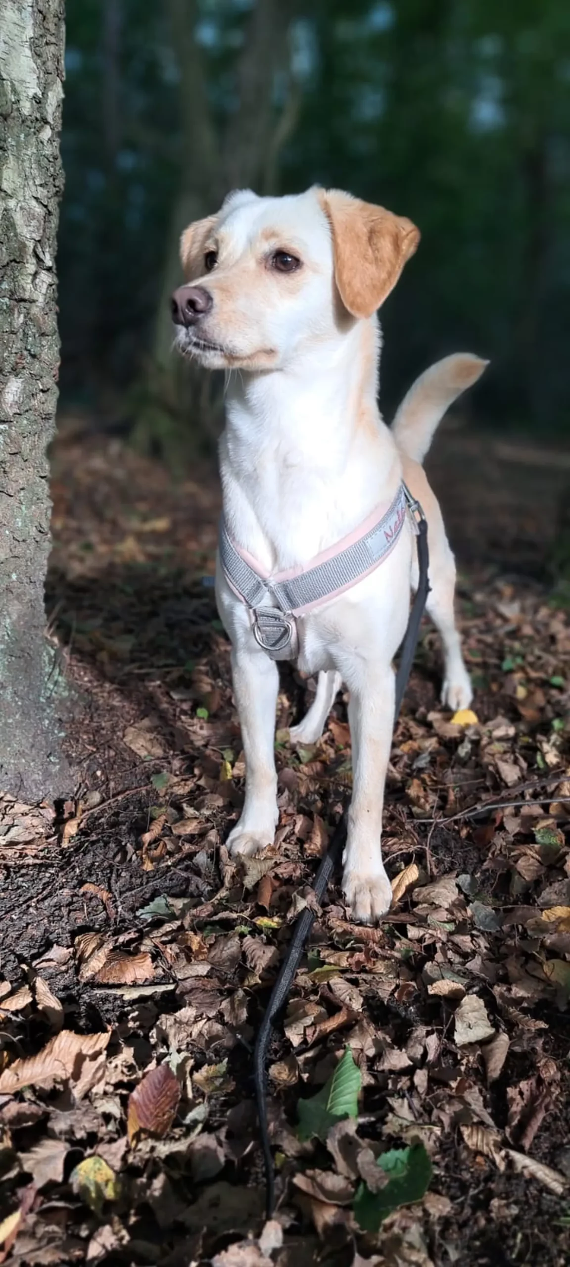 Nala, Azil, Čakovec (13) Nala, Azil, Čakovec (13)