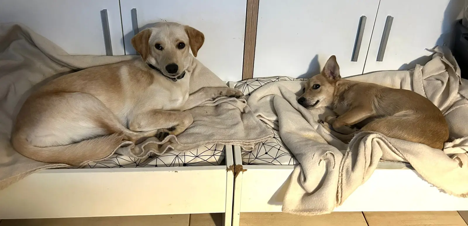 Nala, Azil, Čakovec (14) Nala, Azil, Čakovec (14)