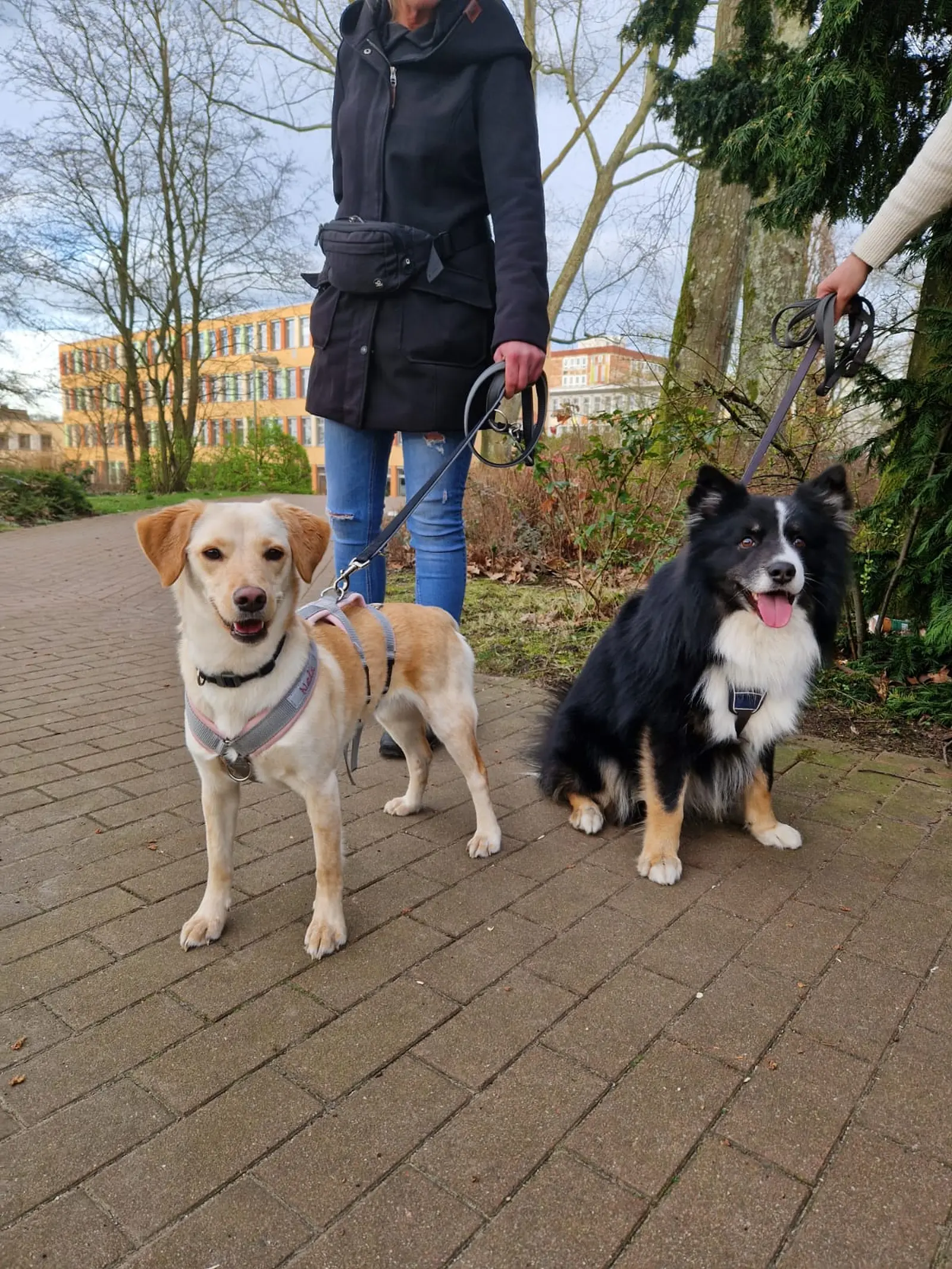 Nala, Azil, Čakovec (15) Nala, Azil, Čakovec (15)