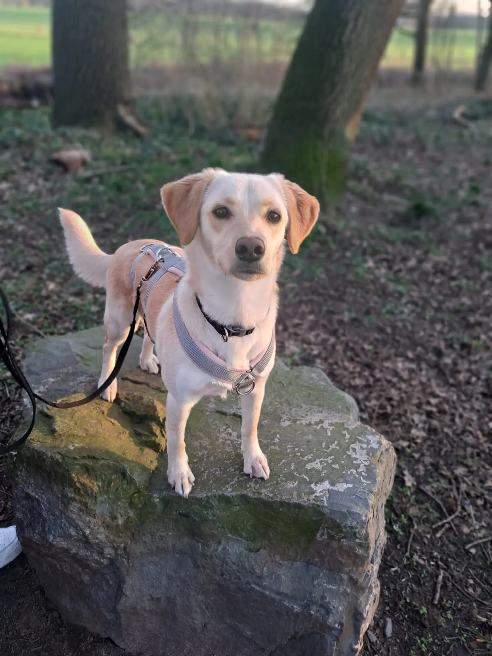 Nala, Azil, Čakovec (16) Nala, Azil, Čakovec (16)