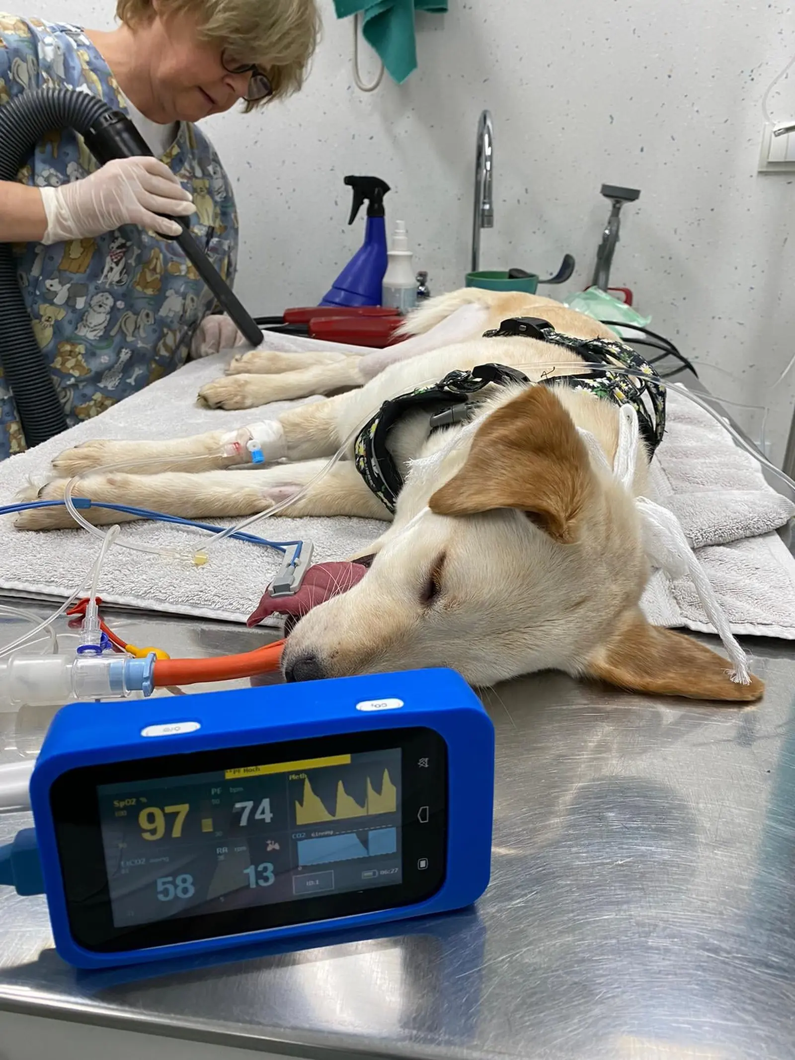 Nala, Azil, Čakovec (2) Nala, Azil, Čakovec (2)