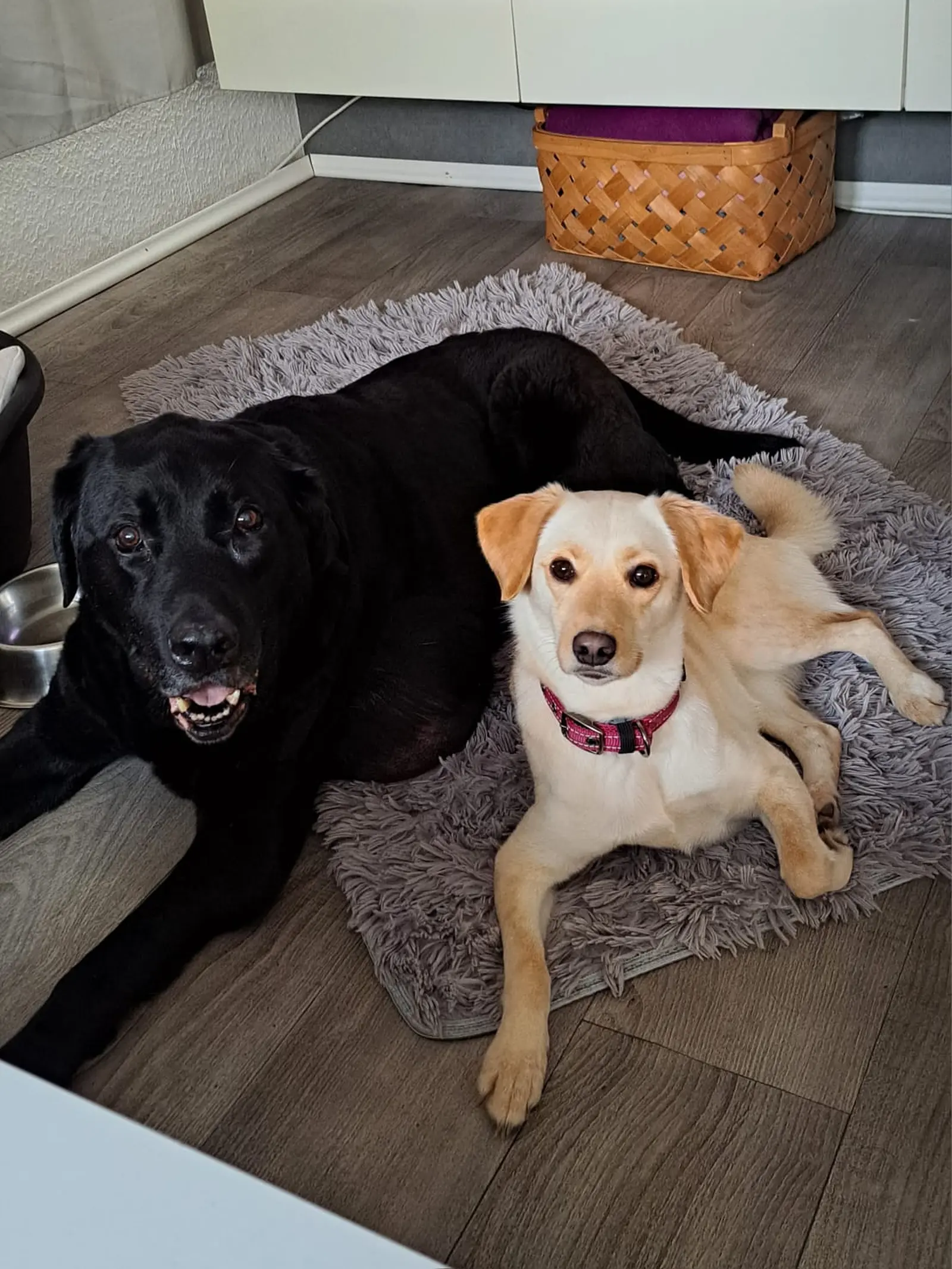 Nala, Azil, Čakovec (3) Nala, Azil, Čakovec (3)