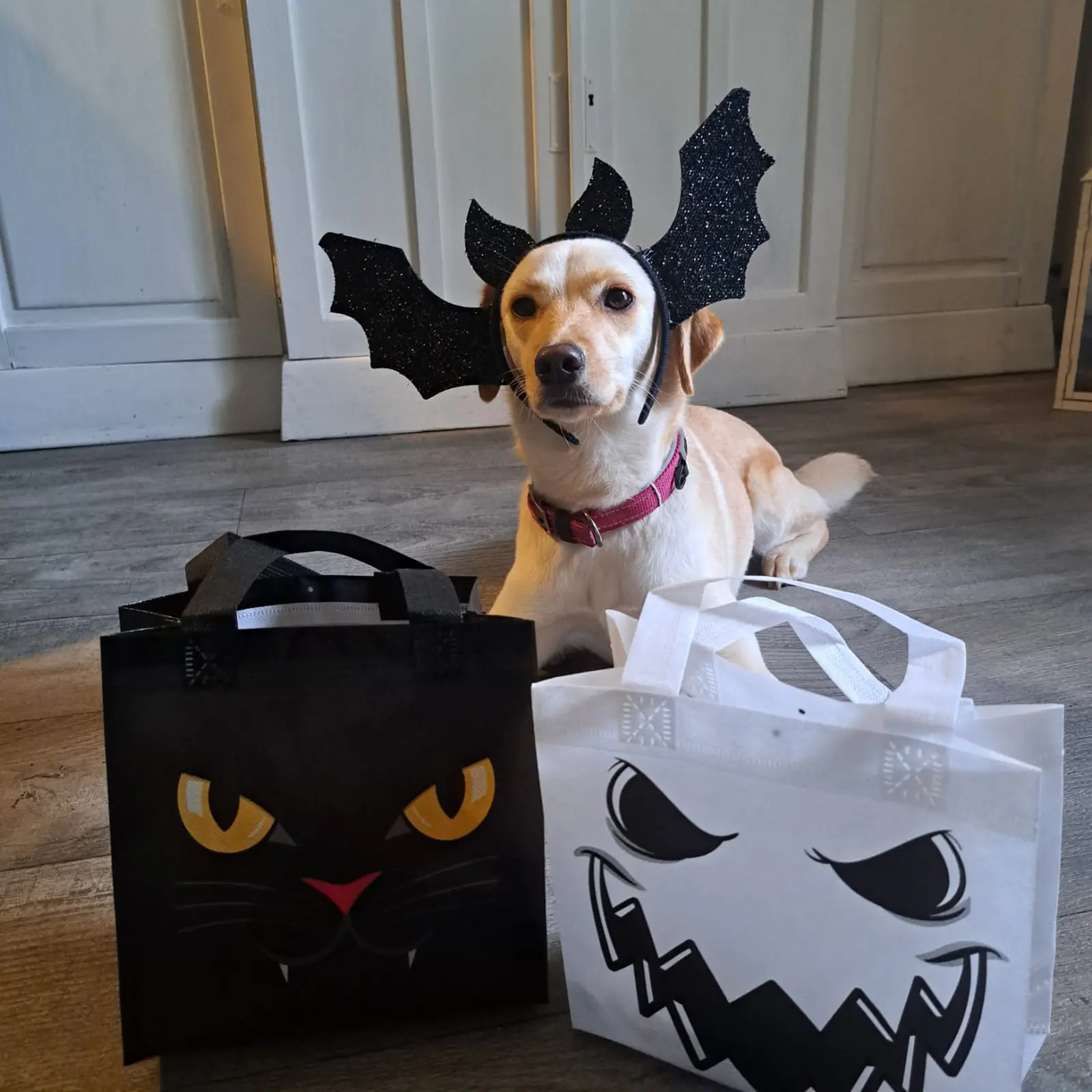 Nala, Azil, Čakovec (4) Nala, Azil, Čakovec (4)