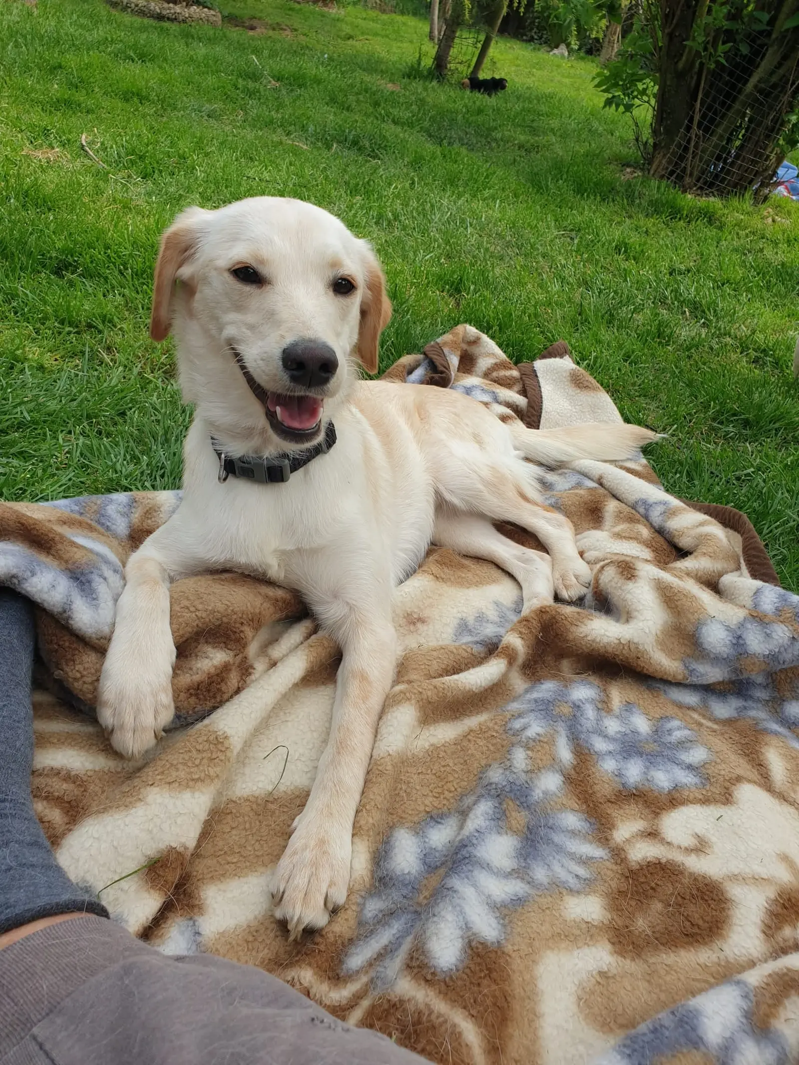 Nala, Azil, Čakovec (5) Nala, Azil, Čakovec (5)